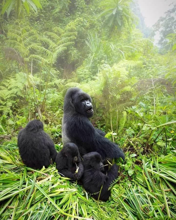 La Perla de Uganda + Gorilas
